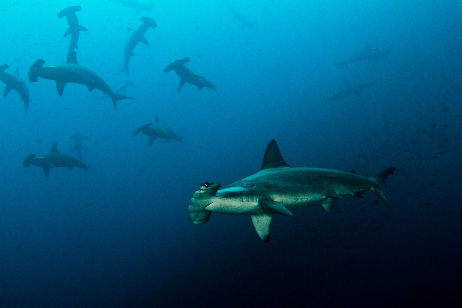 Schulen von Hammerhaien können rund um Galapagos entdeckt werden. Foto: Kasey Canton/WeDive Travel