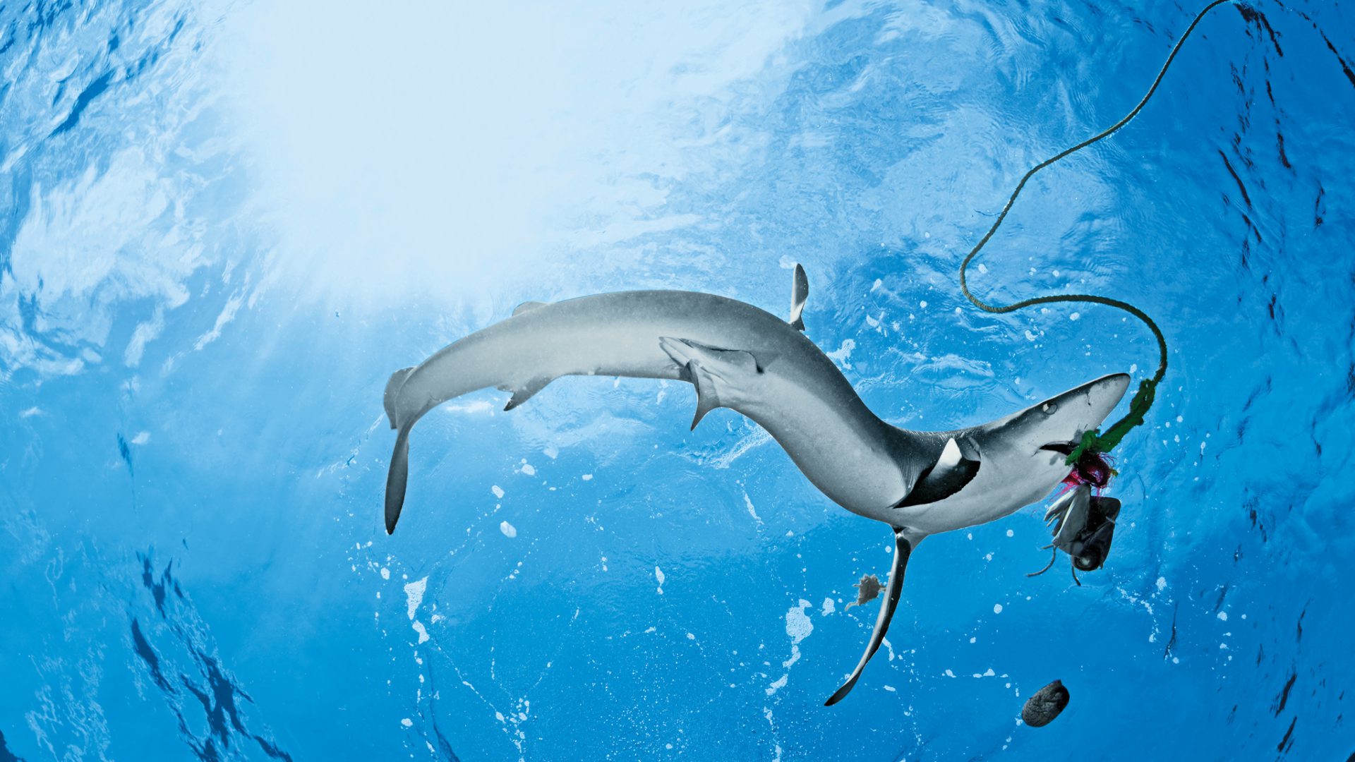 Der Mallorca-Hai ist tot: Tierärzte haben den Blauhai eingeschläfert.
