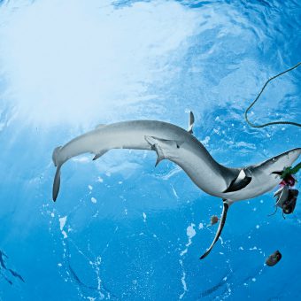 Der Mallorca-Hai ist tot: Tierärzte haben den Blauhai eingeschläfert.
