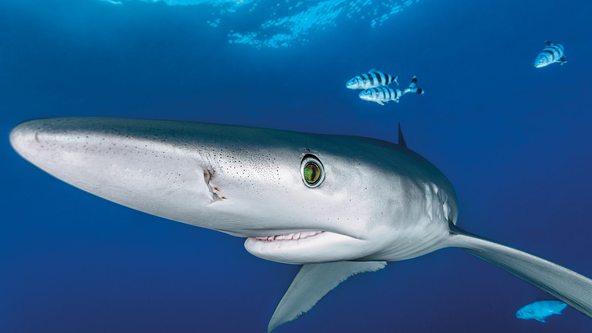 Ein Blauhai kann 3,50 Meter und größer werden – und ist ständig auf der Jagd nach Futter.