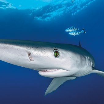 Ein Blauhai kann 3,50 Meter und größer werden – und ist ständig auf der Jagd nach Futter.