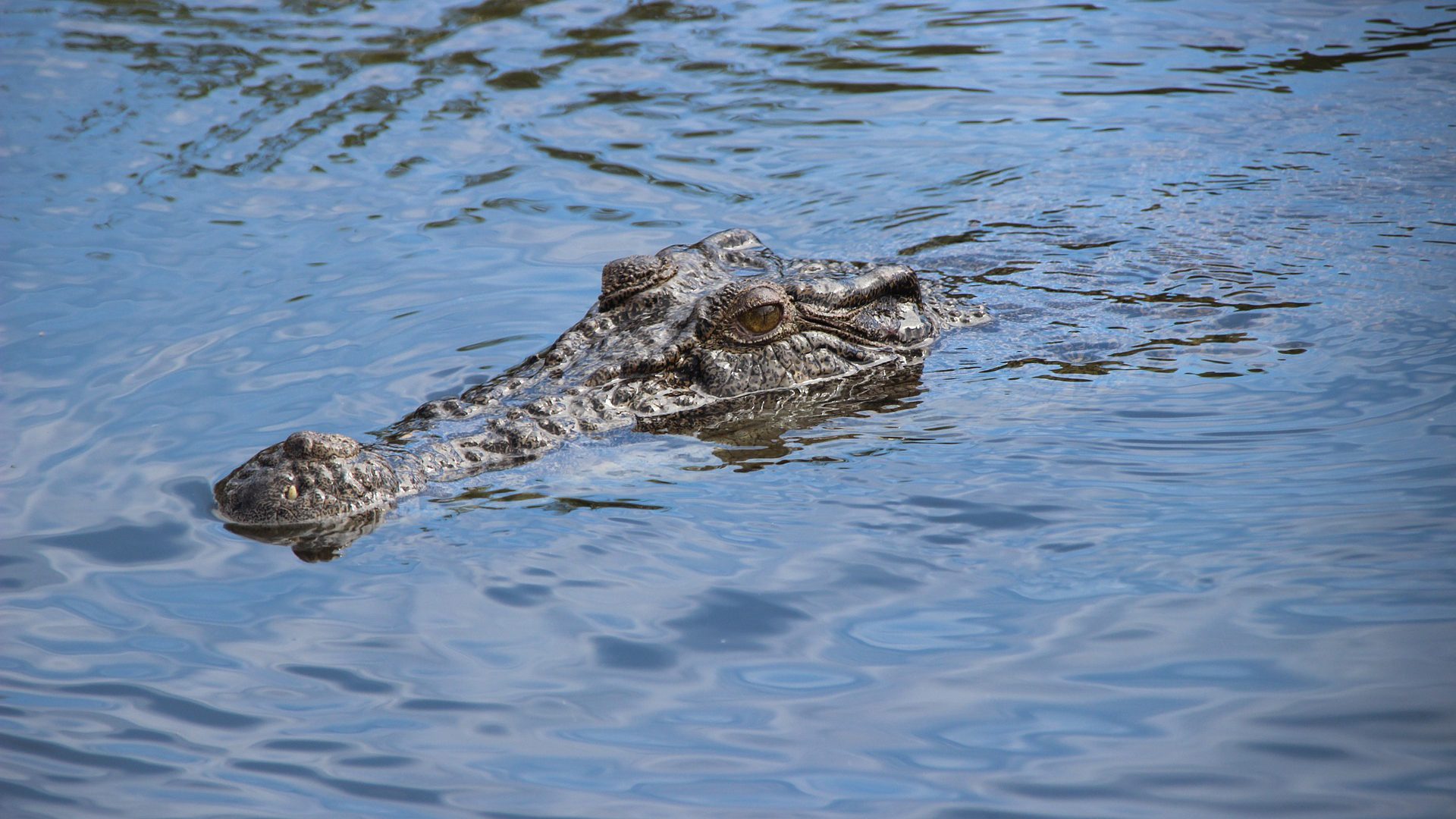 Drei Tote durch Tier-Angriffe in Australien: Eine Schwimmerin wurde beim nächtlichen Schwimmen von einem Krokodil gefressen.