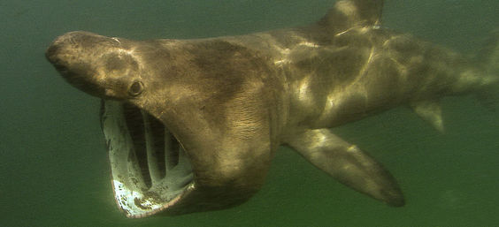 Ein seltener Riesenhai wurde am Außenriff vor Sylt gesichtet.