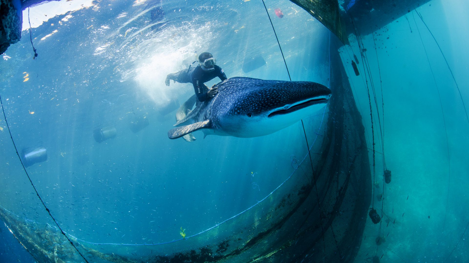 Ikonisches Tiere: Für Walhai-Befreier Paul Hilton hat die Rettung der Tiere Symbolkraft.