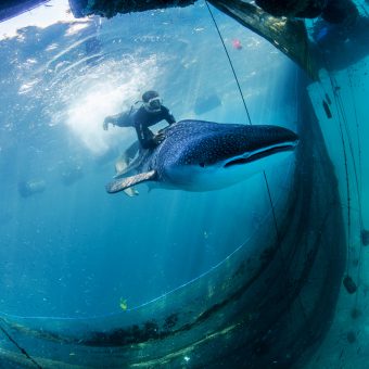 Ikonisches Tiere: Für Walhai-Befreier Paul Hilton hat die Rettung der Tiere Symbolkraft.
