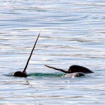 Sehen aus wie die Einhörner der Meere: In Belgien ist Ende April ein seltener Narwal gestrandet.
