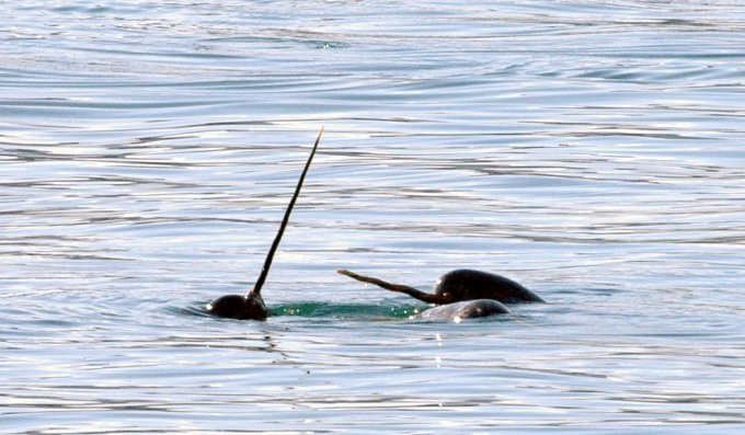 Sehen aus wie die Einhörner der Meere: In Belgien ist Ende April ein seltener Narwal gestrandet.