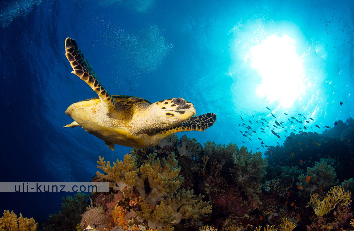 Schildkröten sind unter Wasser gern gesehene Zeitgenossen – man kann sie nahezu in allen wärmeren Gewässern weltweit beobachten.