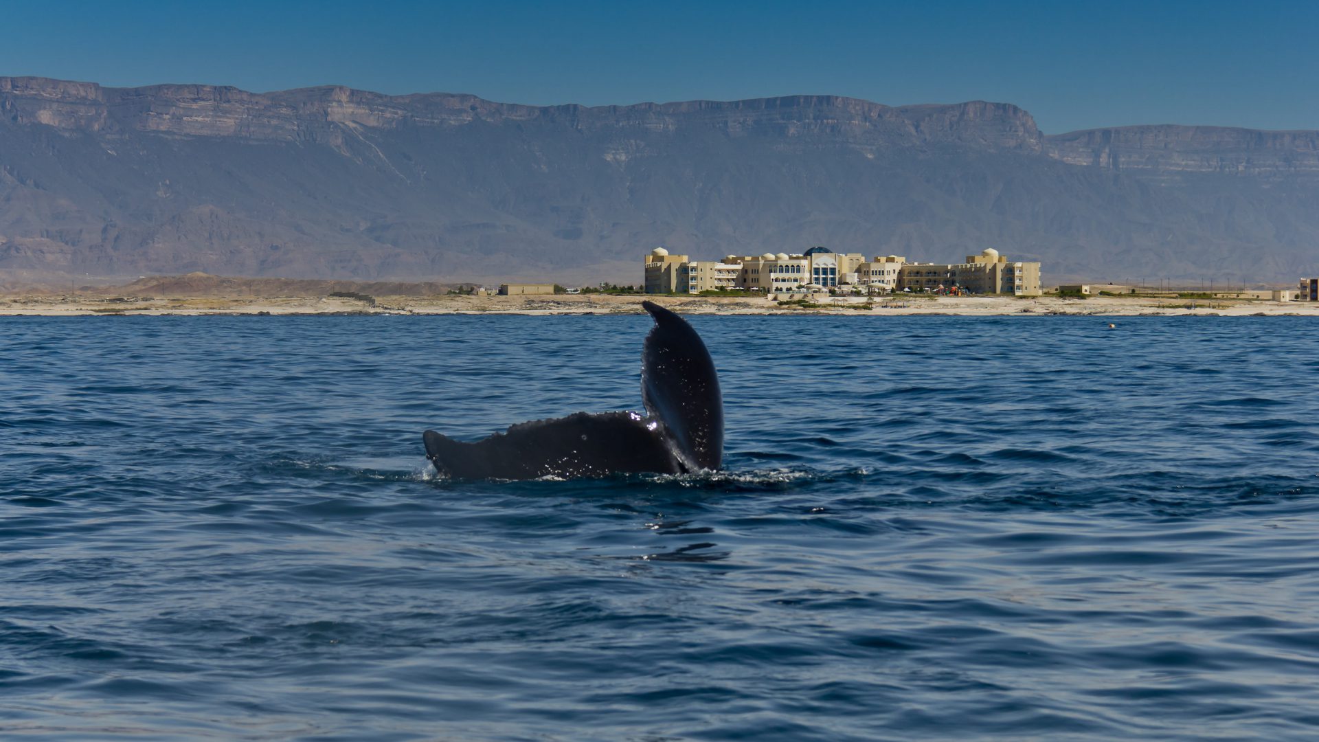 Walflosse taucht auf: Der Oman zählt zu den besten Tauchgebieten der Welt.