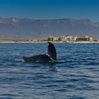 Walflosse taucht auf: Der Oman zählt zu den besten Tauchgebieten der Welt.