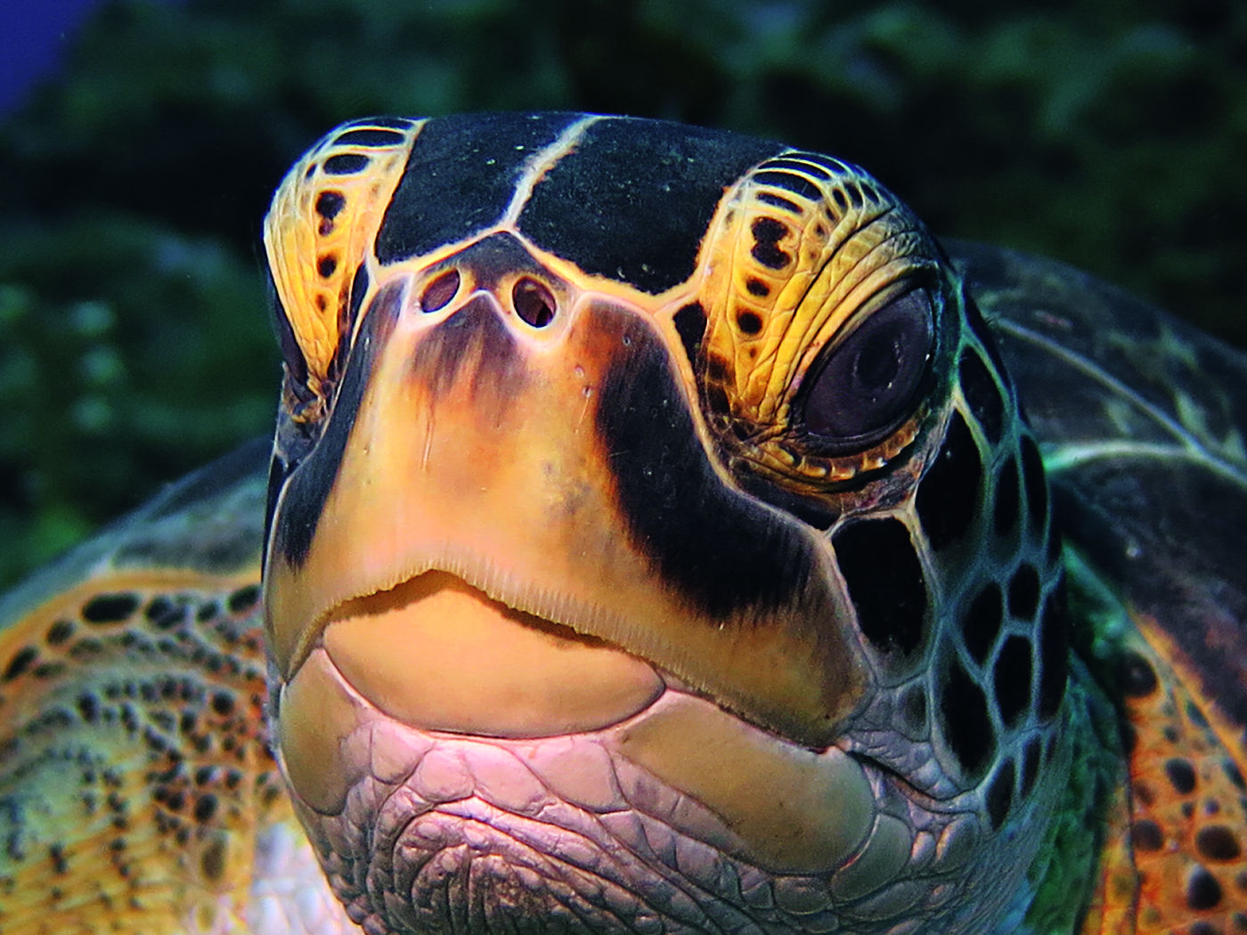 Traumhafte Unterwasserwelt um Statia: Schildkröten werden dort häufig angetroffen.