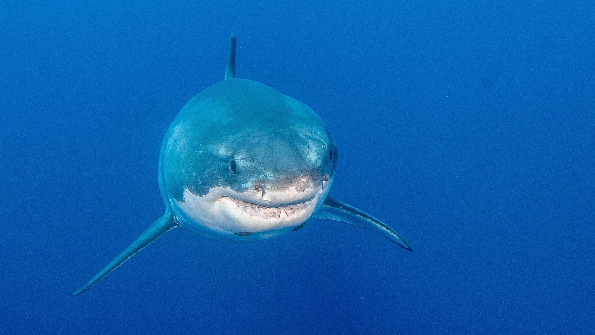 Bedrohte Raubfische: Die Darstellung von Haien im Film "Shallows" sei unrealistisch und gefährlich, betont Sharproject.
