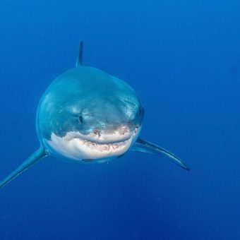 Bedrohte Raubfische: Die Darstellung von Haien im Film "Shallows" sei unrealistisch und gefährlich, betont Sharproject.
