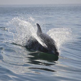 Delfine in der Ostsee: Bald keine Seltenheit mehr, sondern die Regel?