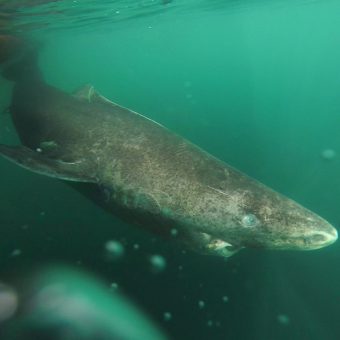 Mysterium Gröndlandhai: Der Metusalem der Meere ist weitestgehend unerforscht.