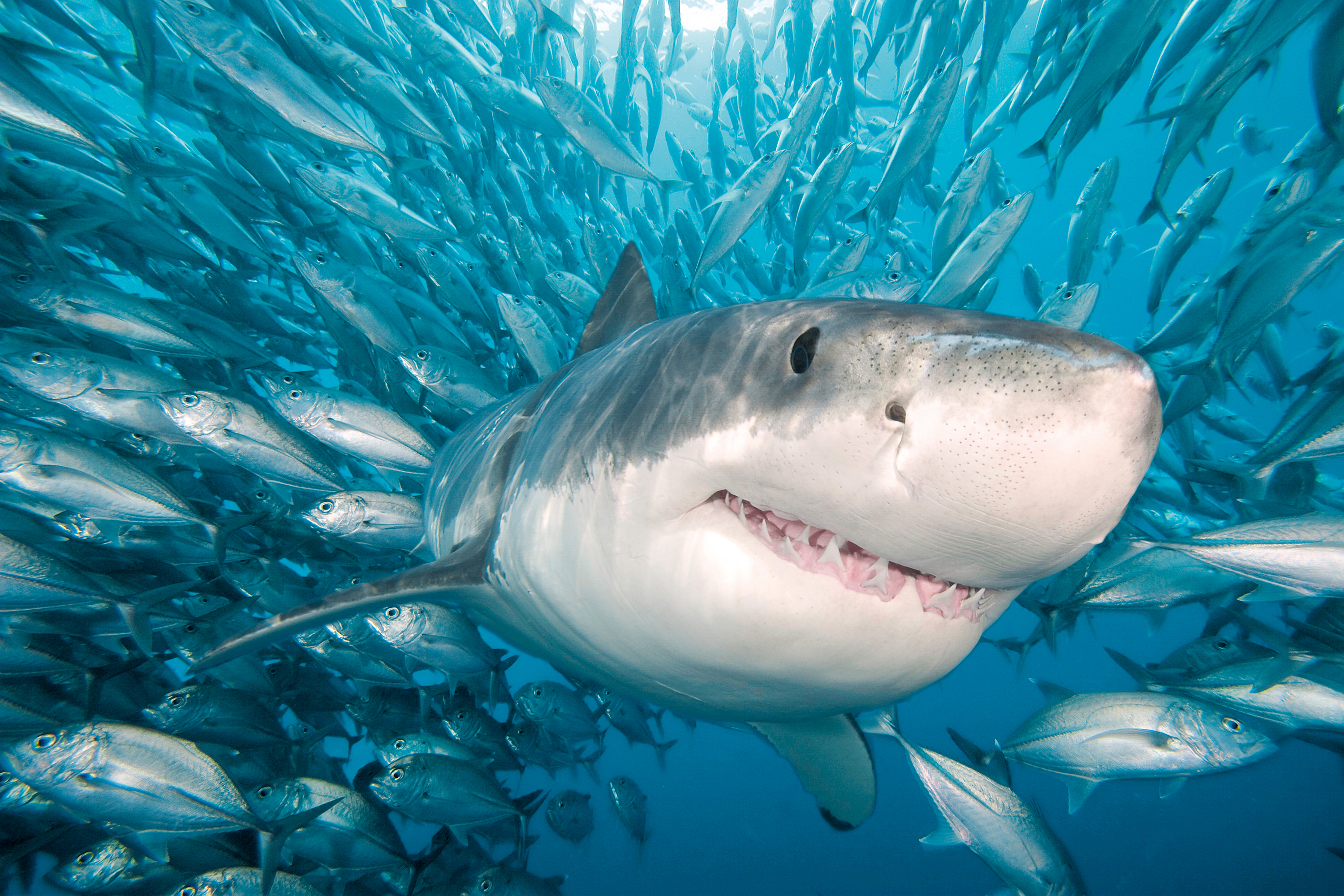 Panama City Beach Fish Aquarium Panama City Beach Fish Aquarium