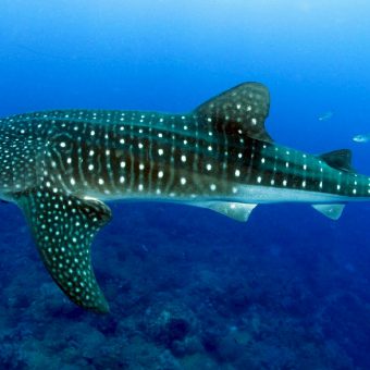 Walhaie sind die größten Fische im Ozean. Dennoch ist extrem wenig bekannt über die friedfertigen Riesen. Foto: Pixabay