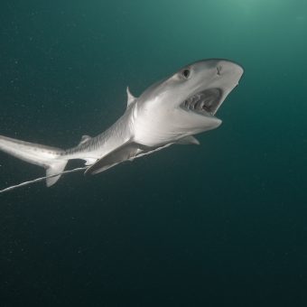 Hai an der Leine: Für Aquarien werden die Tiere häufig im offenen Meer gefangen, in Auffangbecken gehalten und später vermeintlich "befreit", um sie in größeren Aquarien unterzubringen.
