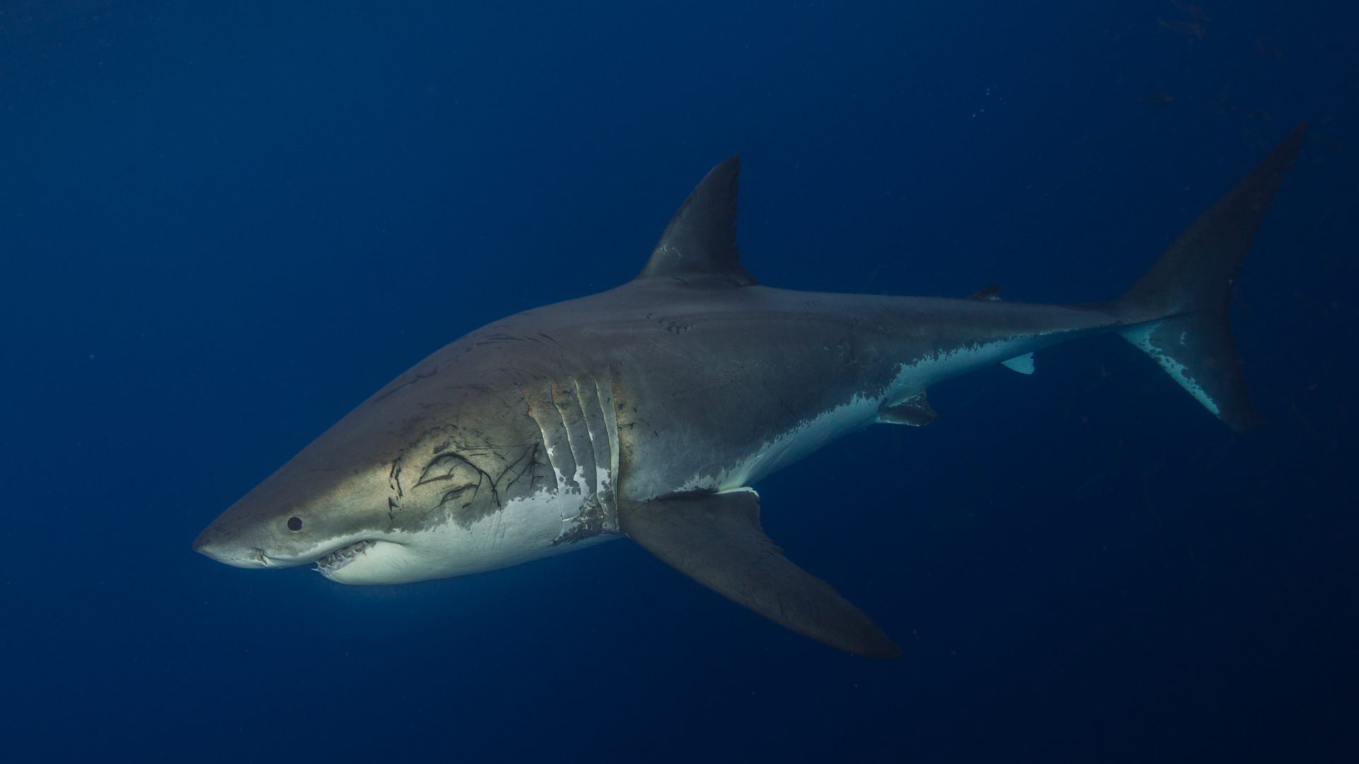 Die Umweltschützer von "SharkProject" sind sich sicher: Haie gehören in keinem Fall ins Aquarium – auch nicht zu Bildungszwecken.