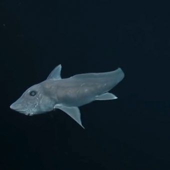 Der Geisterhai Hydrolagus trolli ist den Forschern bereits seit 2002 bekannt – jetzt wurde er erstmals gefilmt.