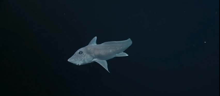 Der Geisterhai Hydrolagus trolli ist den Forschern bereits seit 2002 bekannt – jetzt wurde er erstmals gefilmt.