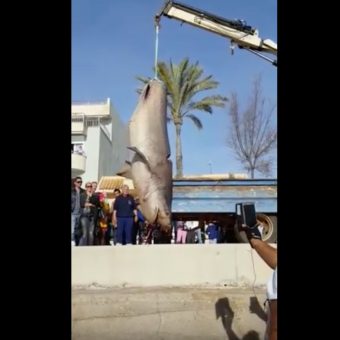 Auf Mallorca wurde ein fast vier Meter langer Sechskiemerhai angespült.