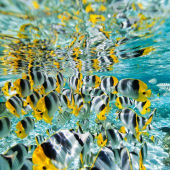 Traumhafte Unterwasserwelt beim Inselparadies Tahiti.
