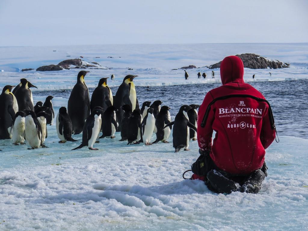 Die Dokumentation "Antarktis" entführt die Zuschauer in die wenig erforschte Welt des südlichen Polarkreises.