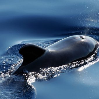 Kleine Schwertwale gehören trotz ihres Namens zu den Delfinen (Symbolbild).