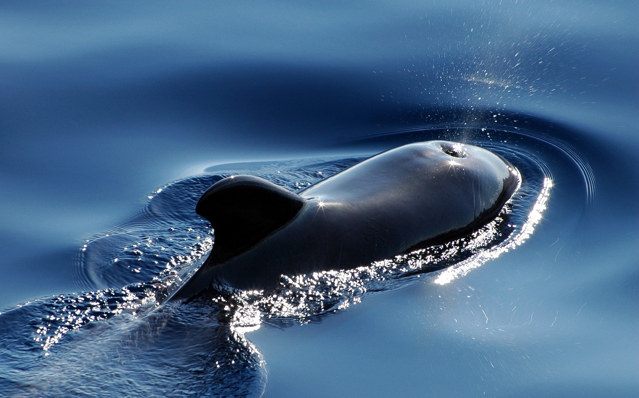 Kleine Schwertwale gehören trotz ihres Namens zu den Delfinen (Symbolbild).