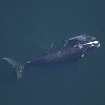 Buckelwal-Mutter mit Kalb: Die Japaner möchten am liebsten das internationale Walfang-Verbot beenden.