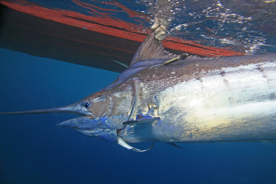 Vor allem große Fische wie dieser Marlin sind auf ausreichende Sauerstoffversorgung angewiesen. Frühere Studien haben bereits gezeigt, dass ihr Lebensraum aufgrund von sich ausdehnenden Sauerstoffminimumzonen kleiner wird. Foto: Bill Boyce
