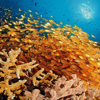 Top-Foto: So sieht eine Aufnahme von TAUCHEN-Profi-Unterwasserfotograf Paul Munzinger aus.