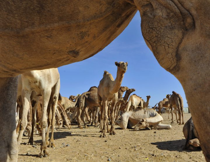 Kamele sind das bevorzugte Fortbewegungsmittel im Wade el Gemal Nationalpark. Foto: Francesco Tomasinelli/www.isopoda.net