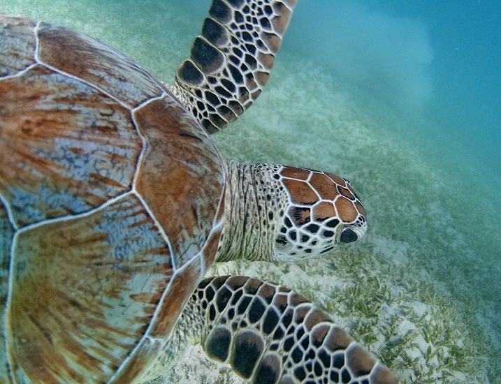 Schildkröten lassen sich ebenfalls an den Riffen entdecken.Foto: Francesco Tomasinelli/www.isopoda.net
