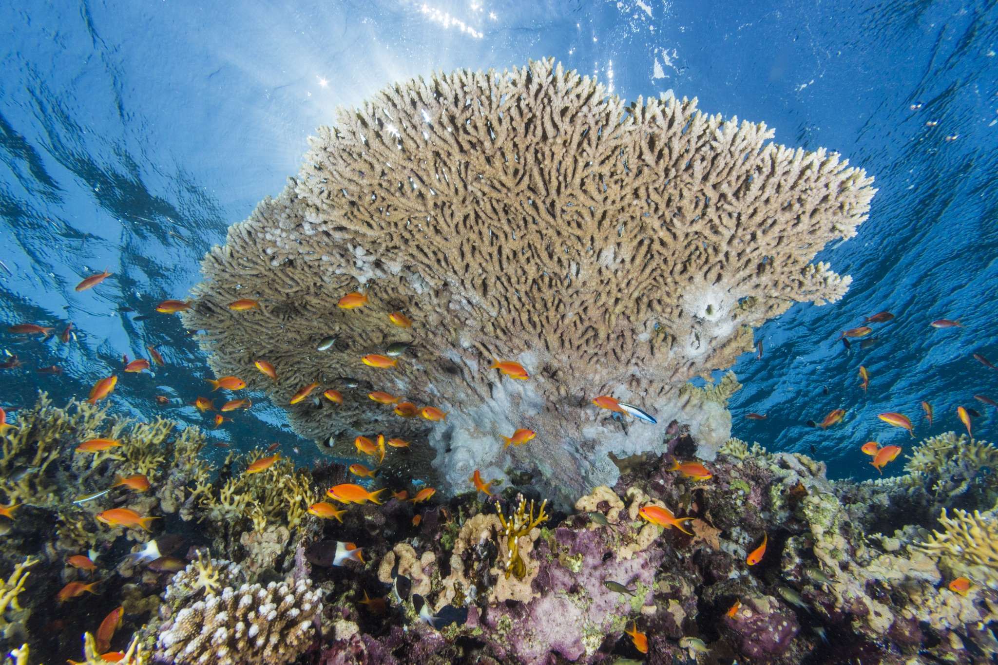 Eine Woche im Luxusresort Beach in Marsa Alam zu gewinnen