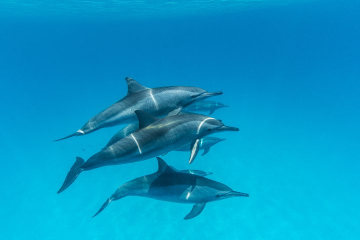 An den Riffen Marsa Alams finden sich viele Delfine. Foto: Manfred Bortoli/www.ideavideo.it