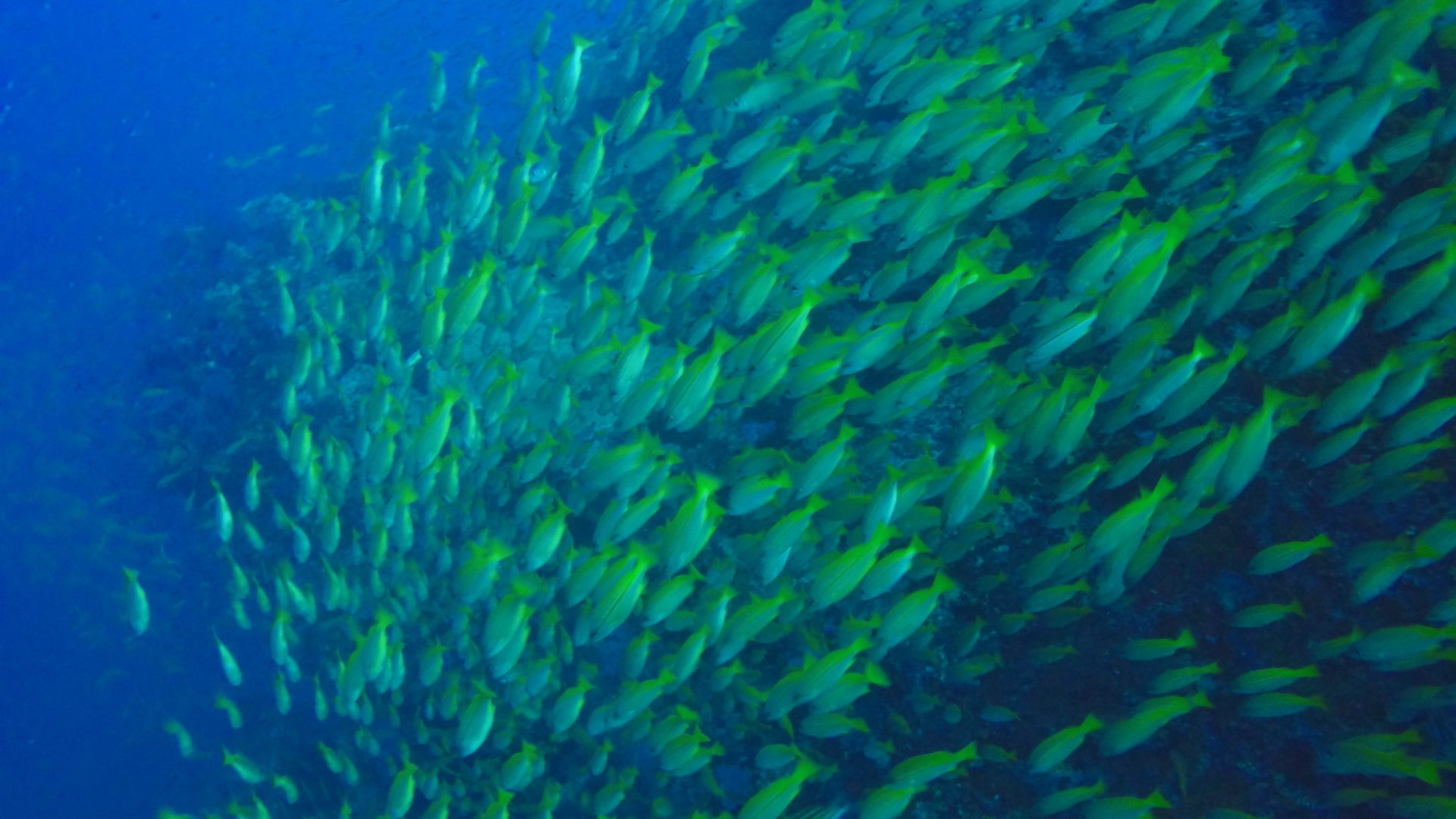 Fischatmung: Warum können die Flossenträger eigentlich nicht an der Luft atmen, obwohl sie doch viel mehr Sauerstoff enthält?