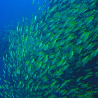 Fischatmung: Warum können die Flossenträger eigentlich nicht an der Luft atmen, obwohl sie doch viel mehr Sauerstoff enthält?