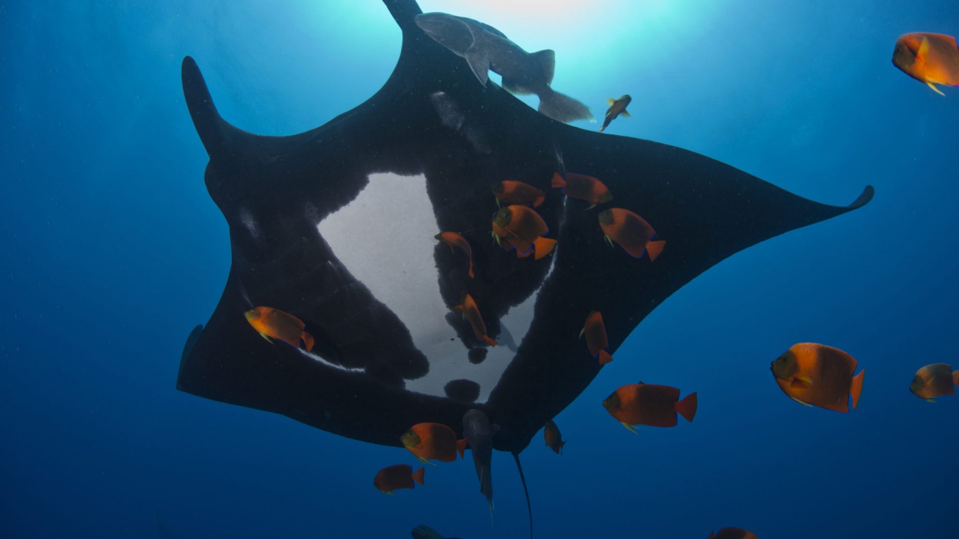 Beeindruckende Unterwasseraufnahmen: Bei der Ocean Film Tour ist das Staunen inklusive.