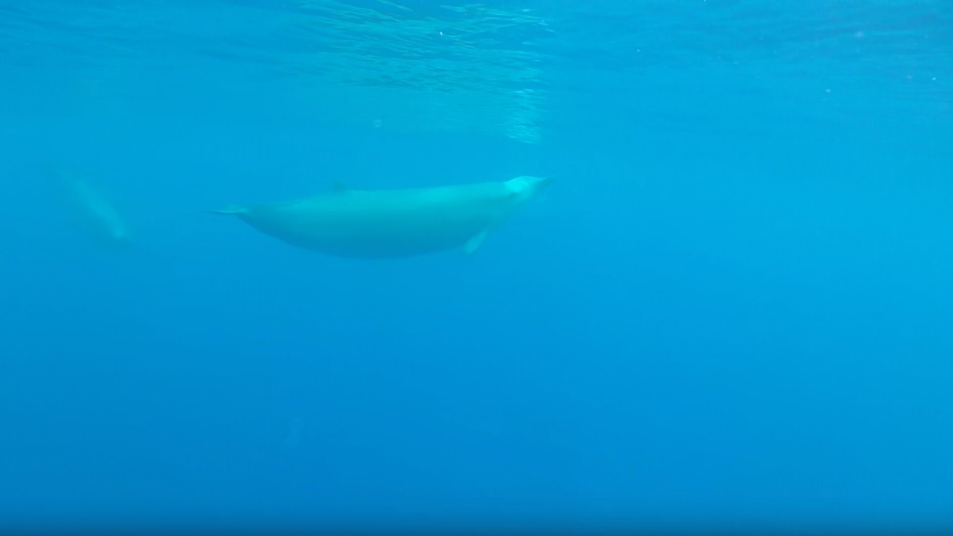True-Wale sind sehr seltene Gäste an der Wasseroberfläche.