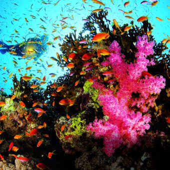 Faszinierende Unterwasserwelt: Wer tauchen lernt, kann bunte Riffe entdecken!