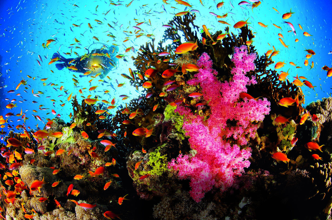 Faszinierende Unterwasserwelt: Wer tauchen lernt, kann bunte Riffe entdecken!