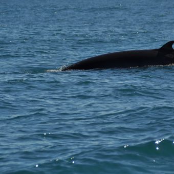 Zwergwal: Jetzt wollen die japanischen Walfänger einen besonders gefährdeten Bestand fangen.