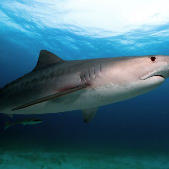 Vor der Ostküste Südafrikas können große Haie beobachtet werden.