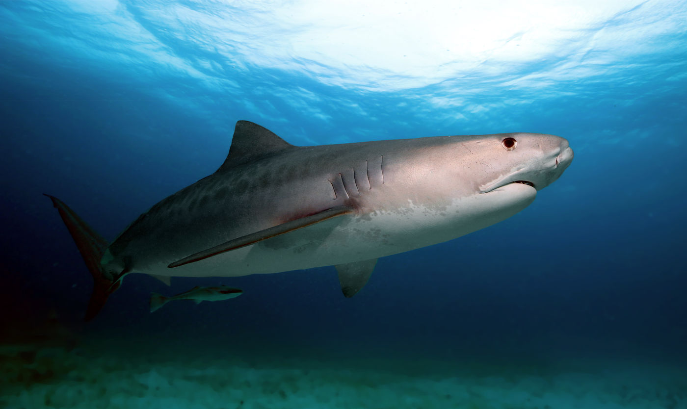 Vor der Ostküste Südafrikas können große Haie beobachtet werden.