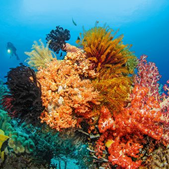 Farbenfrohe Riffe soweit das Auge reicht! Das Meeresschutzgebiet vor Cabilao strotzt vor Vielfalt.