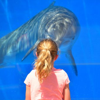 Delfin in Gefangenschaft (Symbolbild). Foto: Pixabay.com | Lizenz: CC0 Public Domain