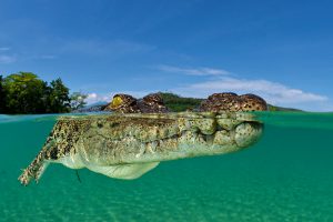 Womit werden die Reptilien angelockt? Foto: Werner Thiele