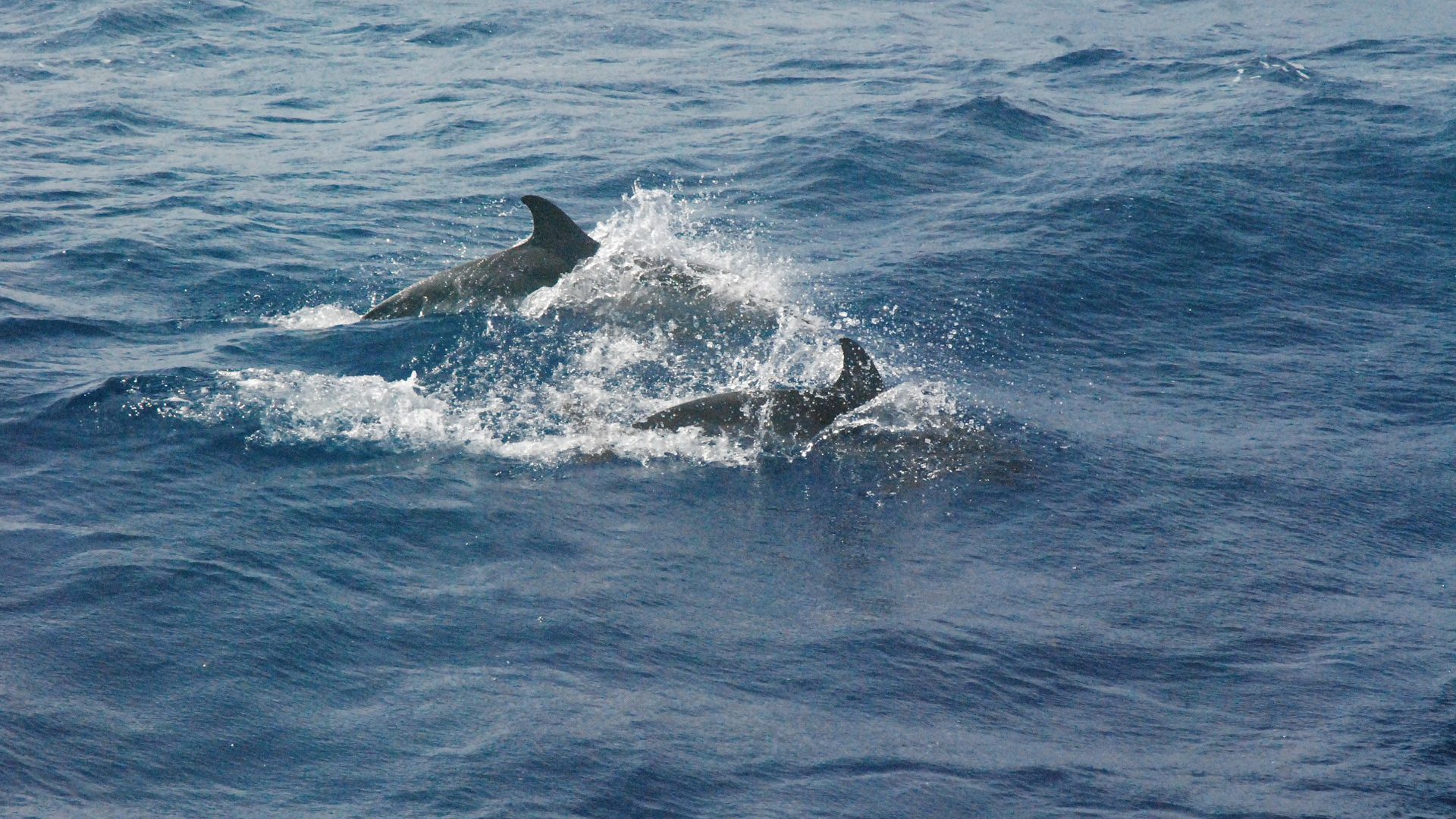 Delfine, Schweinswale und Wale kommen nur ganz selten als siamesische Zwillinge vor.